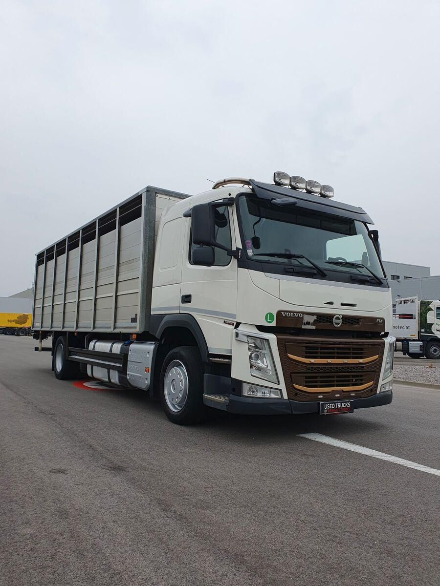 Volvo FM 500 Viehtransporter ( Rind / beef ) livestock truck